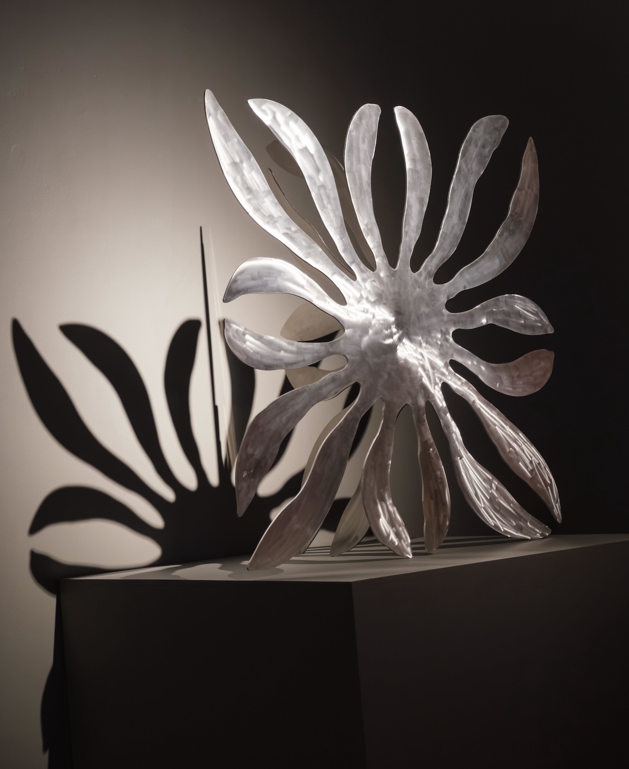 Anemone Until November 30 2025